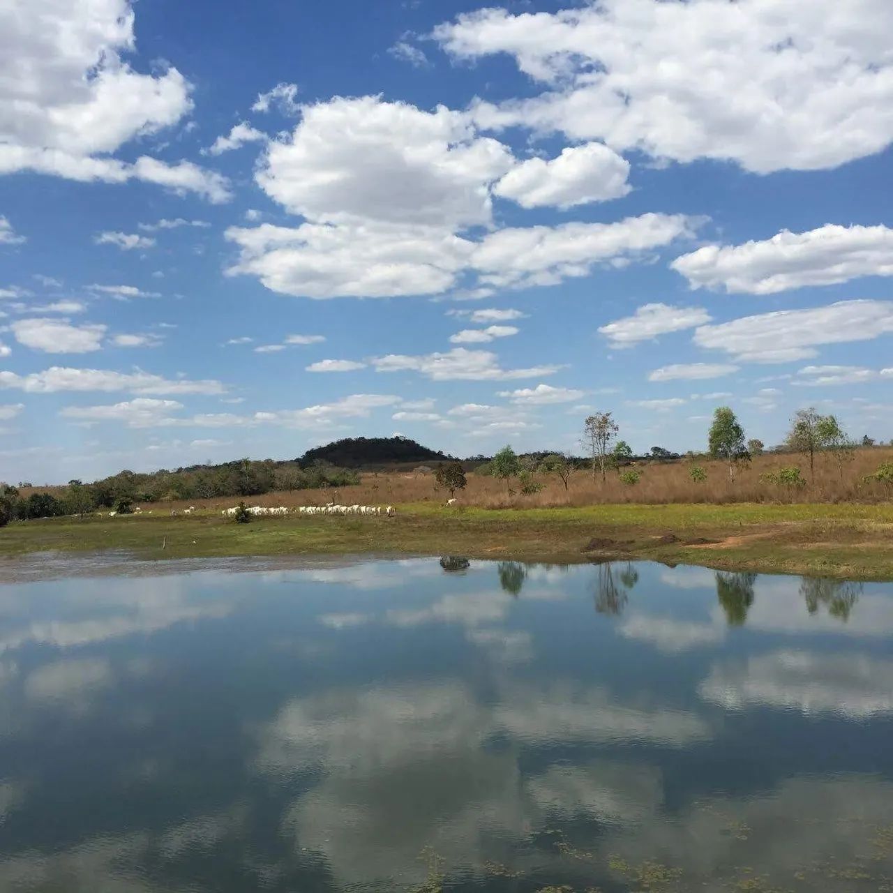 ARRENDA SE PASTO  - Foto 4