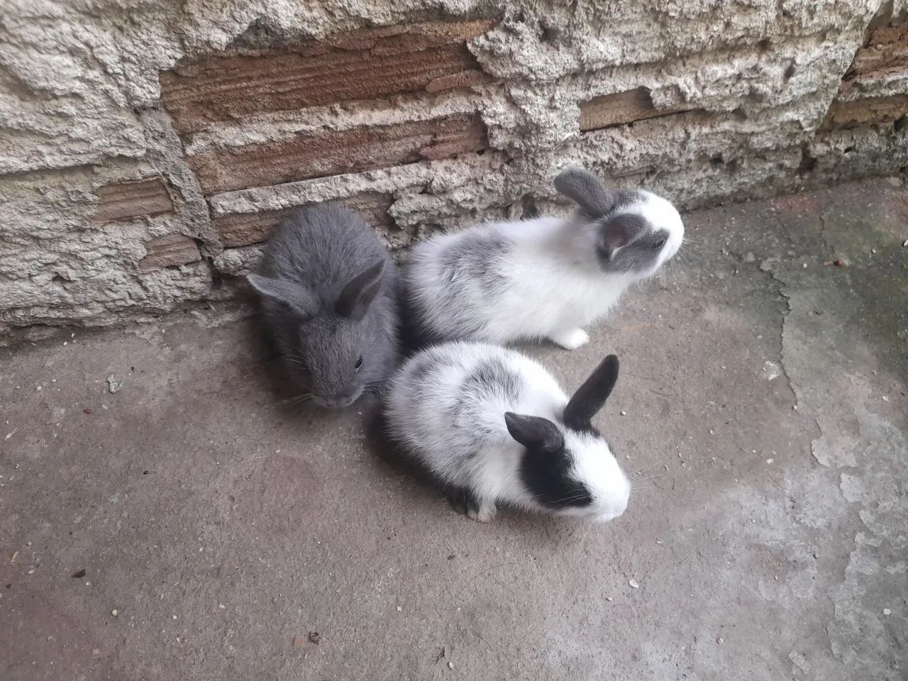 Coelhinhos disponíveis  - Foto 2