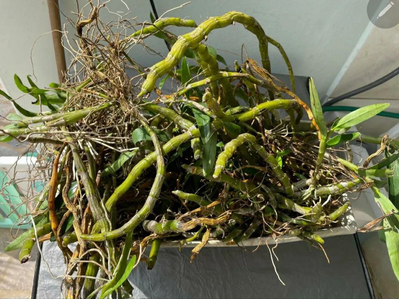 Espada de São Jorge Moonshine , babosa e orquideas- K9WDEPRJ4 - Foto 4