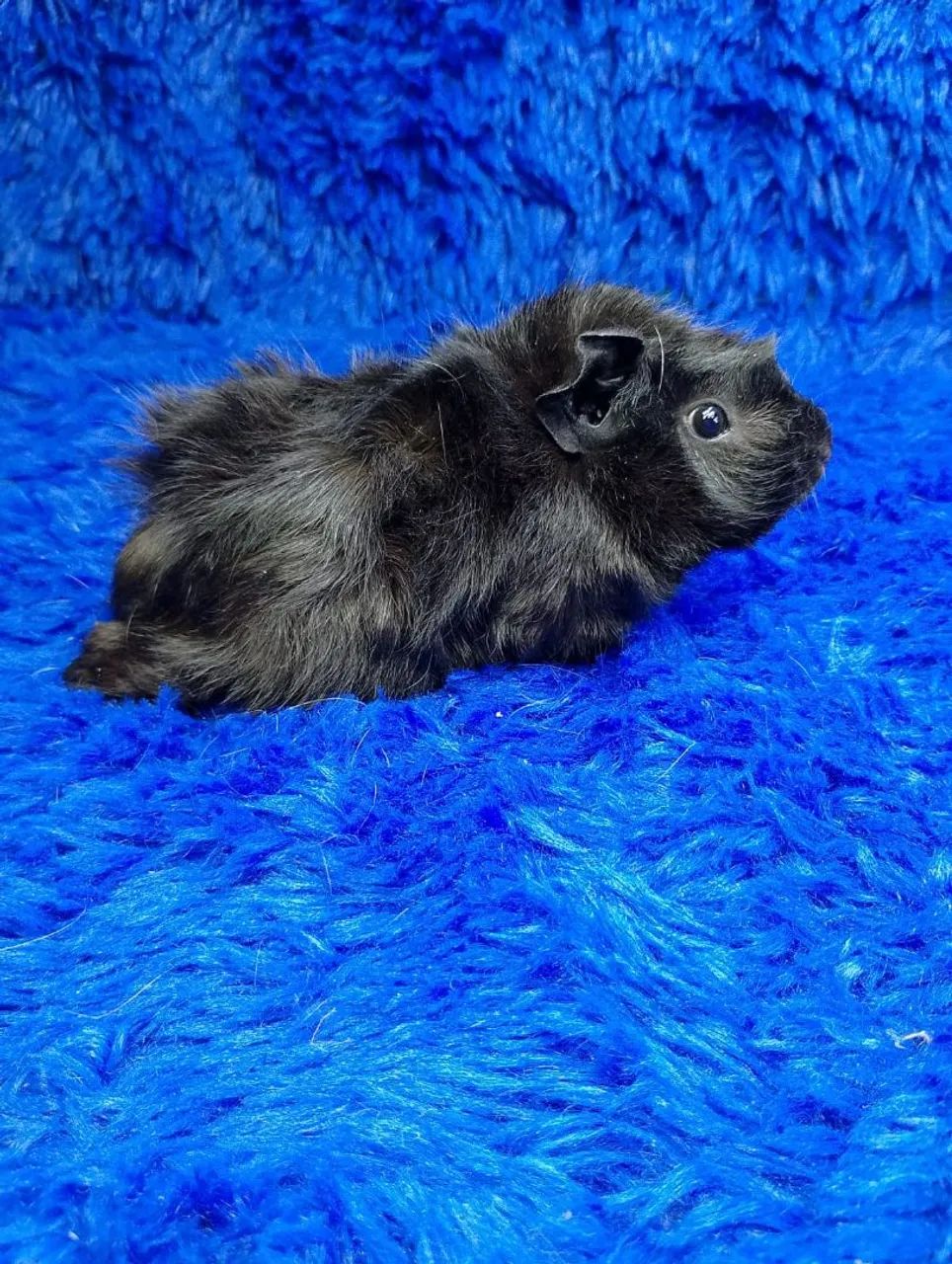 Lindos Porquinhos albino e Black  - Foto 2