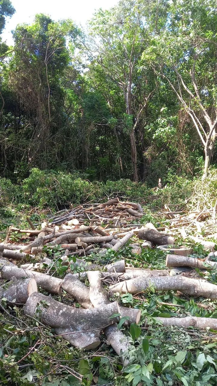 Poda de árvores limpeza e remoção dos resíduos  - Foto 3
