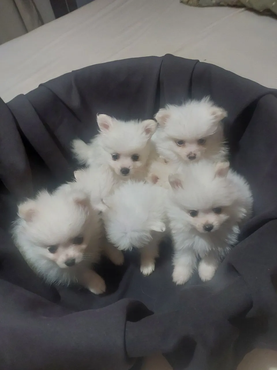 Filhotes de Spitz Alemão Mini branco neve