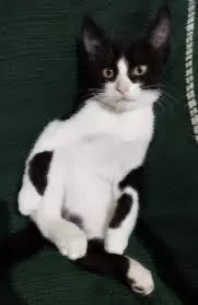 Gato macho 4 meses  - Foto 2