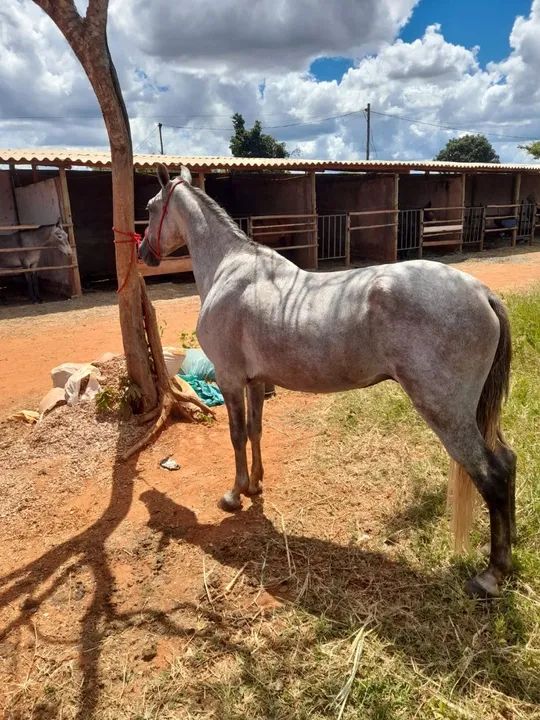 Vendo cavalo manga larga - Foto 2
