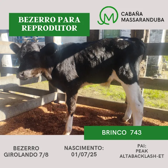 Bezerro para reprodutor