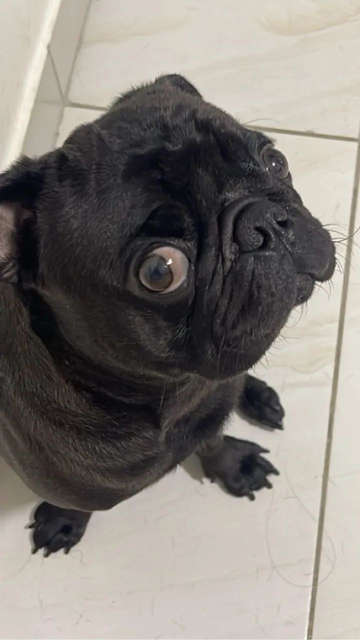 Pug preto macho PARA CRUZA 