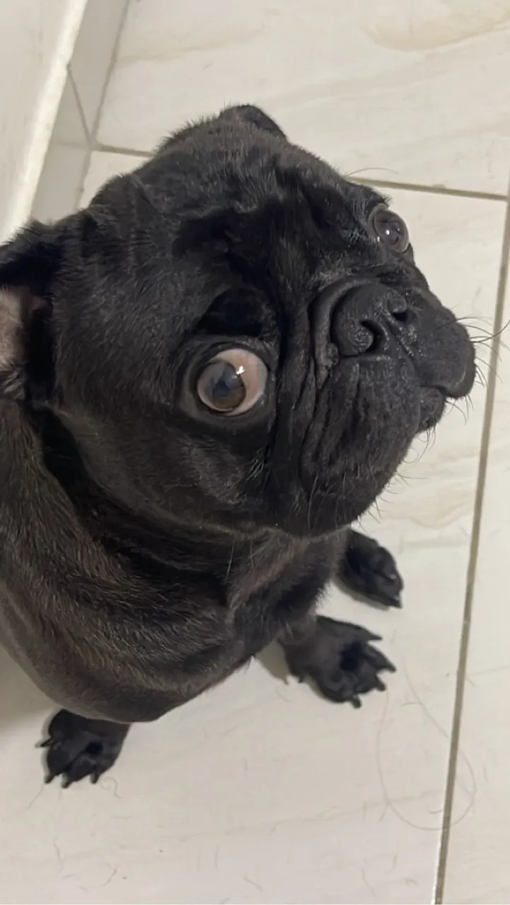 Pug preto PARA CRUZA
