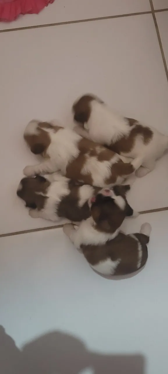 Filhotes Shih Tzu para venda