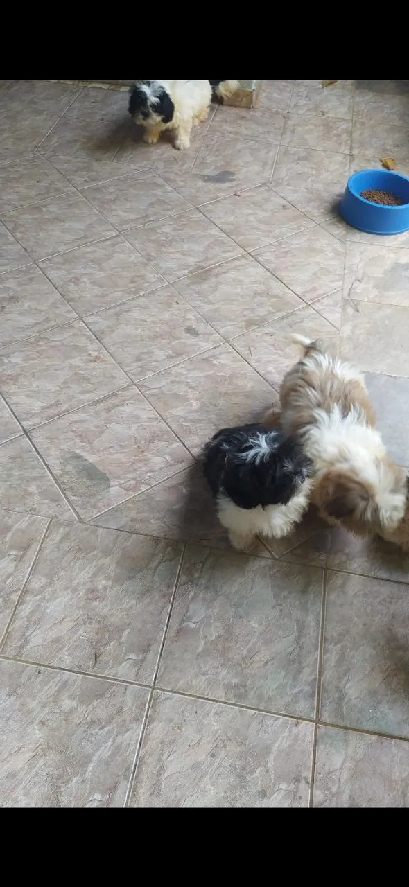 Filhotes de Shih Tzu machos