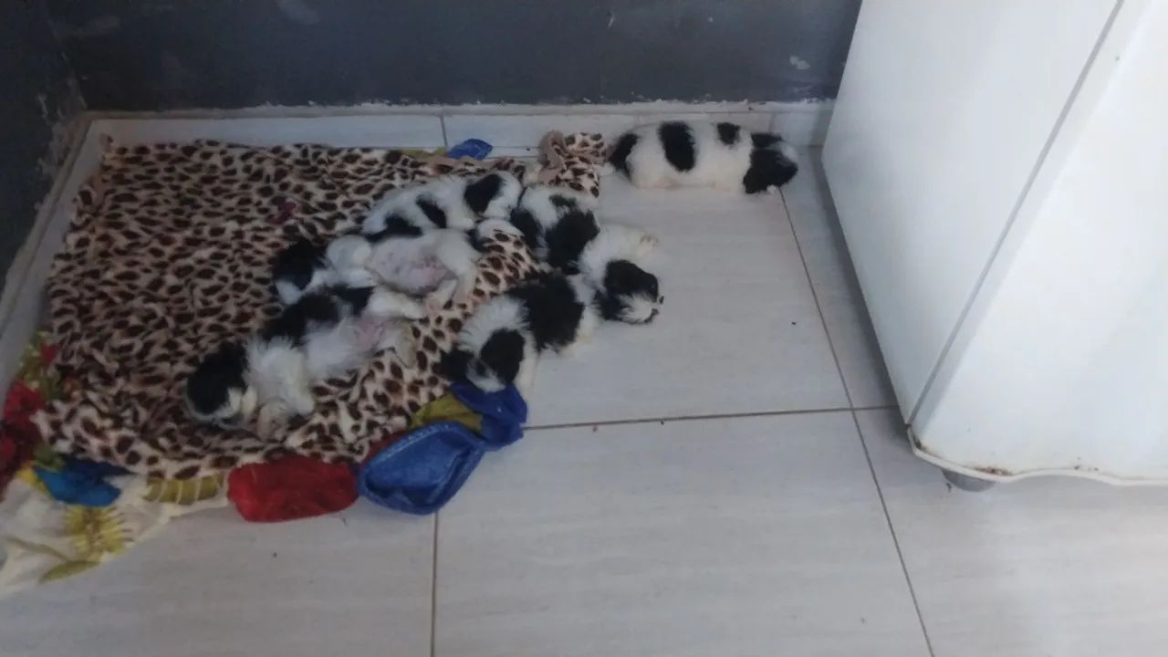Filhotes de Shitzu