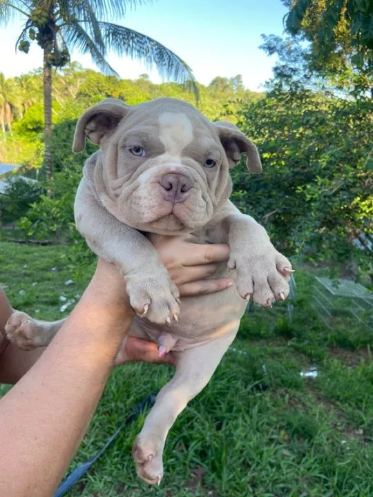 American bully  - Foto 5