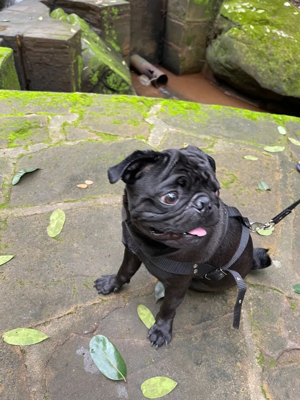 Pug preto macho PARA CRUZA  - Foto 2