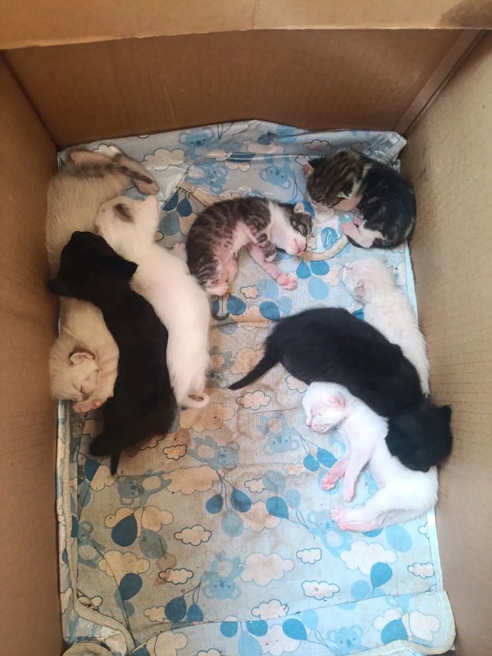 Gatinhos para adoção - Foto 2