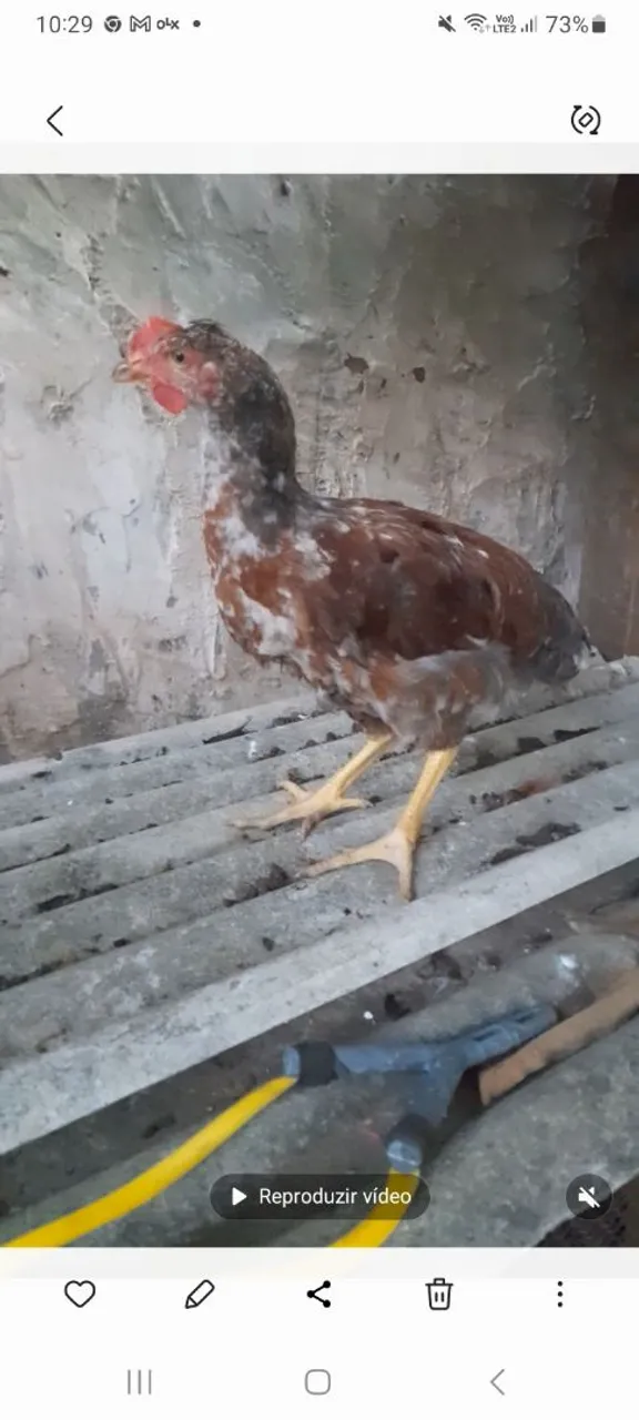Franguinho gsb