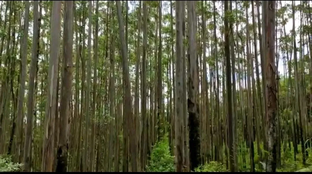 FLORESTA DE EUCALIPTO A VENDA NA REGIÃO DE ITAPEVA-SP ?? ? - Localizada no Município de Gu