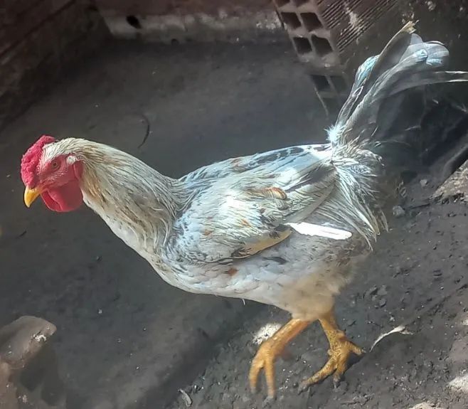 CASAL ADULTO DE GALINHA NANICÃO 