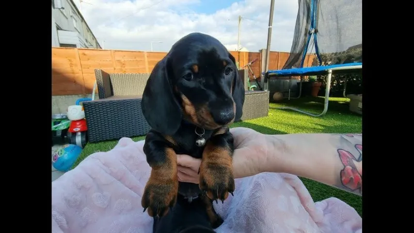 Filhote de Teckel (Dachshund) disponível - charme e personalidade em um só pet!