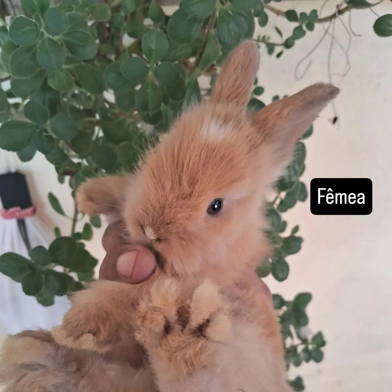 Coelhinho mini layon - Foto 2