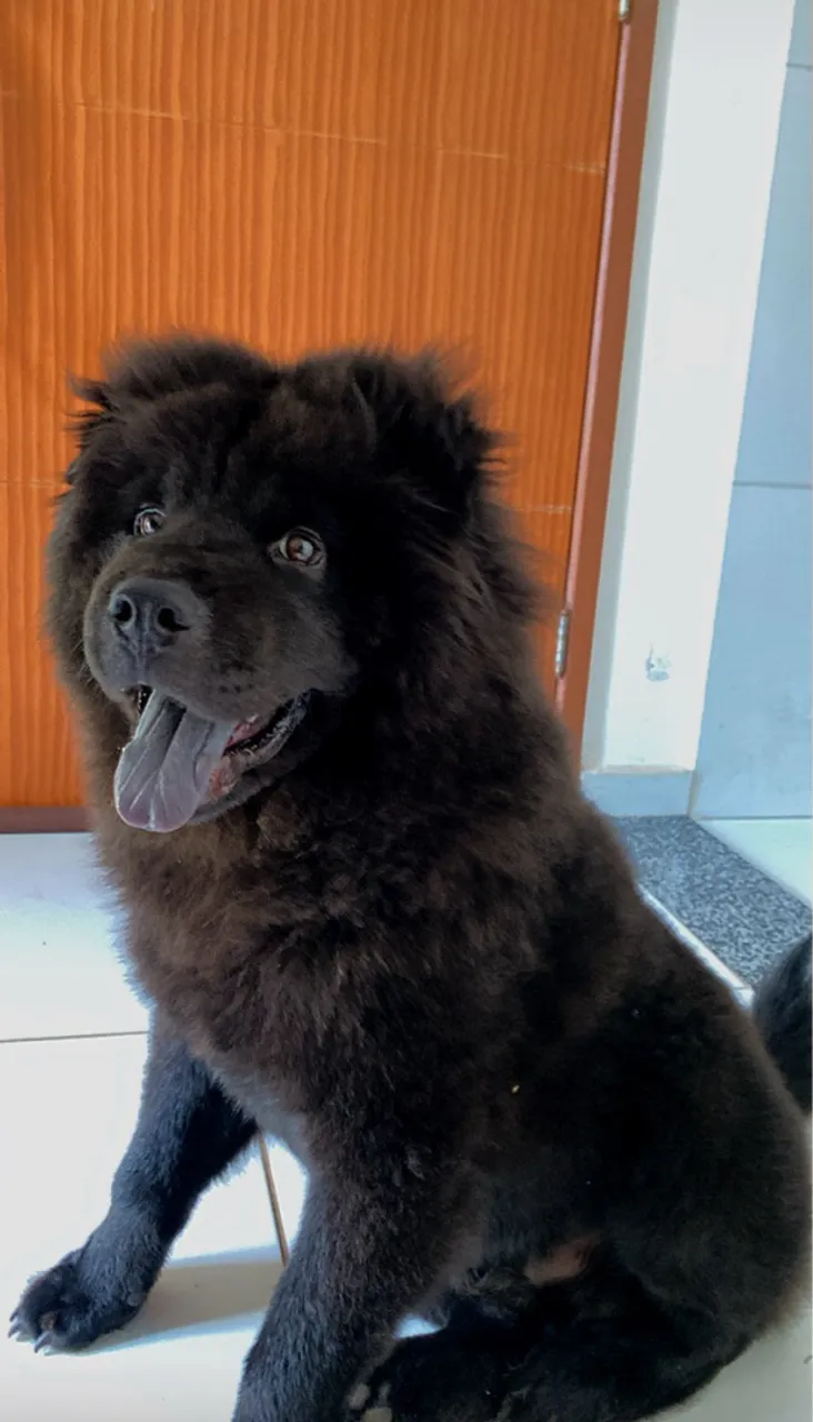 Filhote de Chow Chow Preto 5 meses