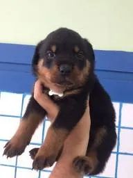 Rottweiler filhotes a pronta entrega 