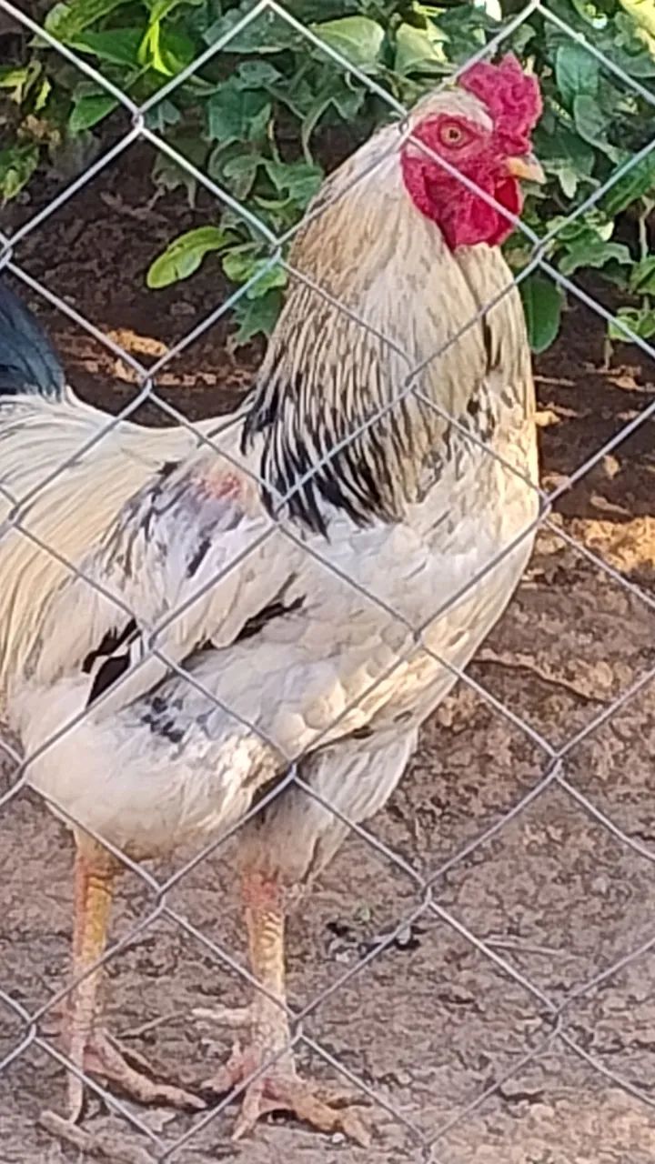 Galos raça grés sendré belíssimos  - Foto 5