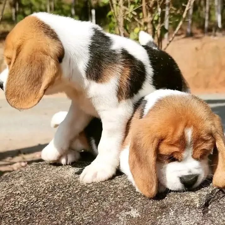 Filhotes cheio de vitalidade e coragem à venda beagle 