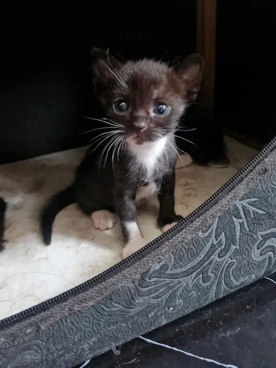 Gatinho preto e branco disponível para adoção