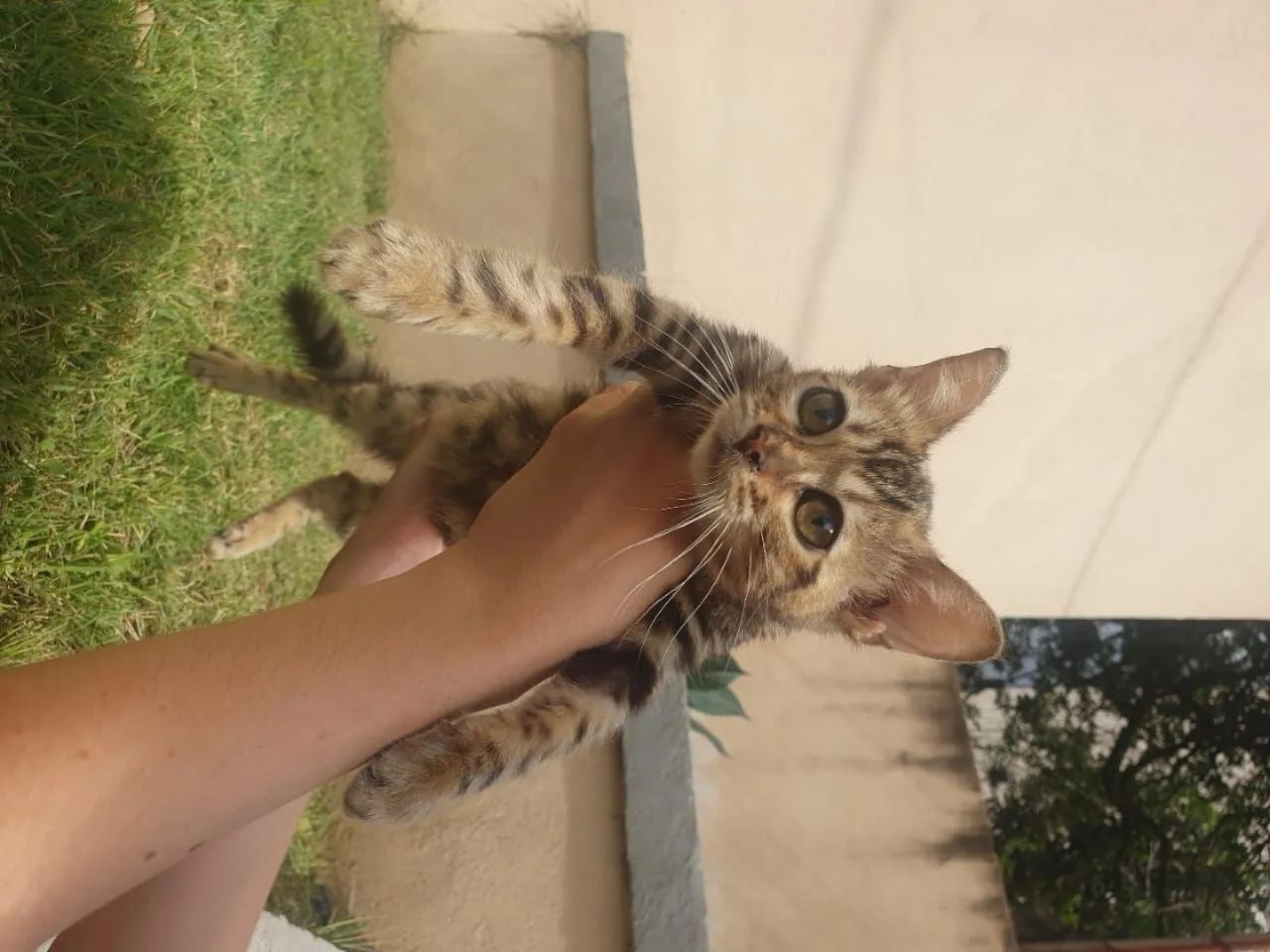 Gatos filhotes da raça bengal - Foto 5