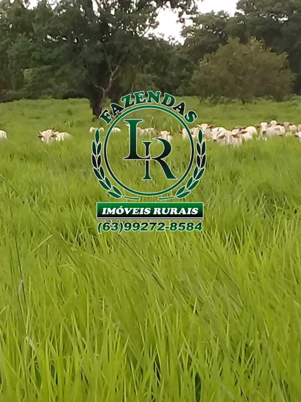 Fazenda 50 Alqueires Plana Próximo de Palmas - Foto 5