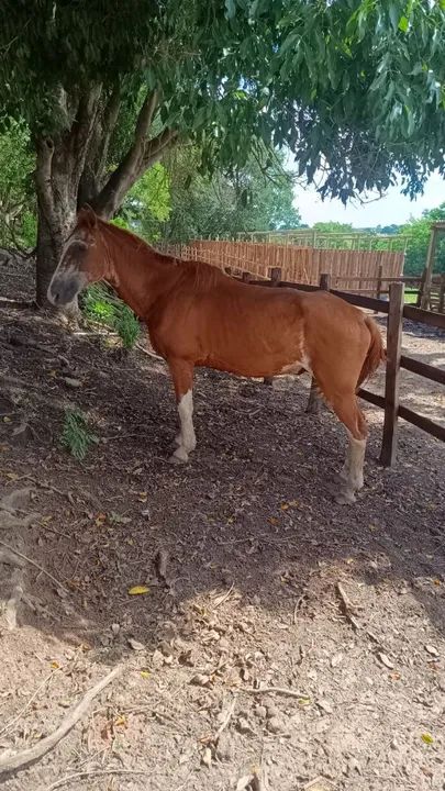 Cavalo castrado manso