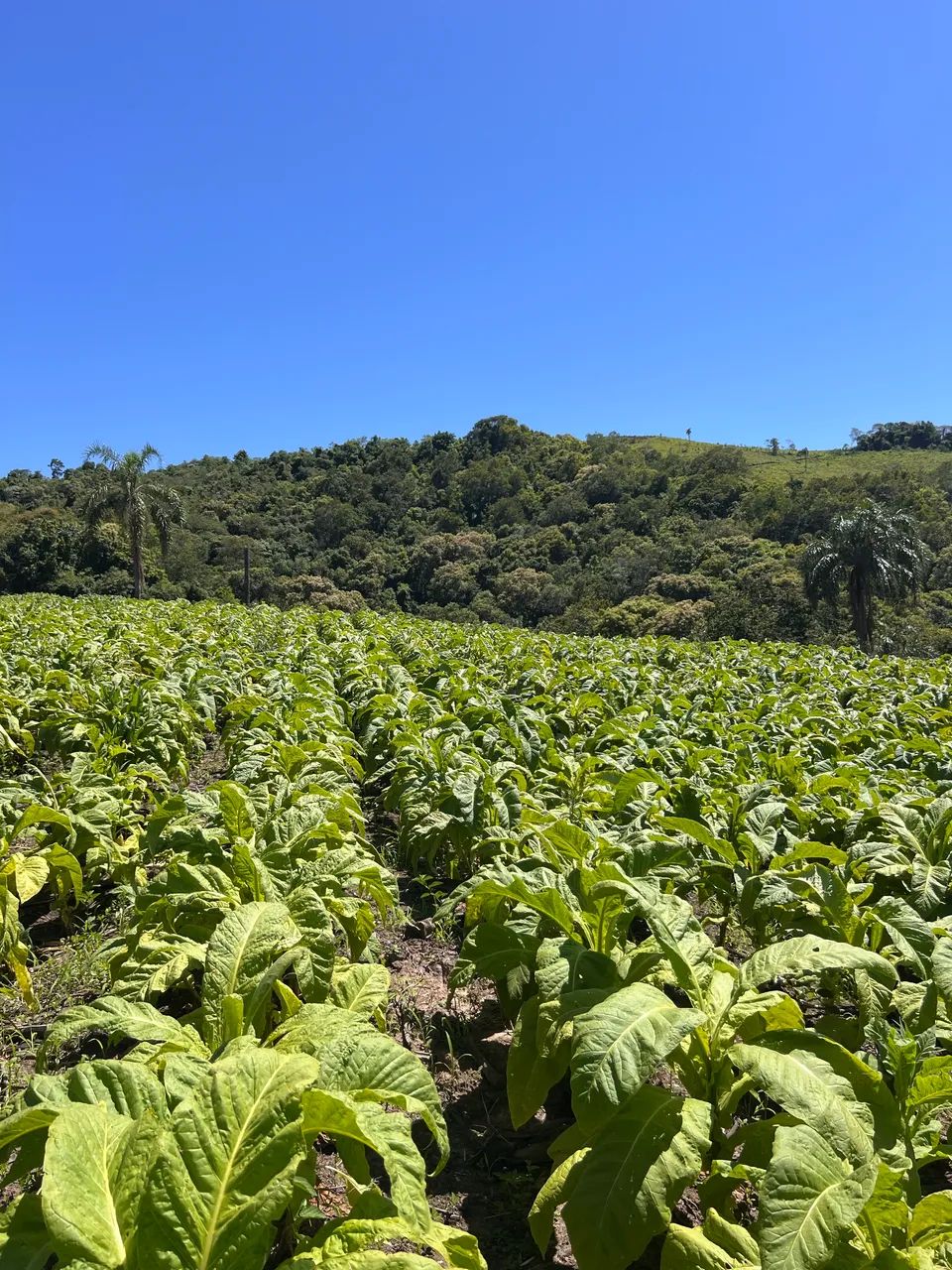 Chácara em Prudentópolis  - Foto 2