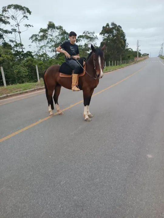 Cavalo Crioulo  - Foto 2