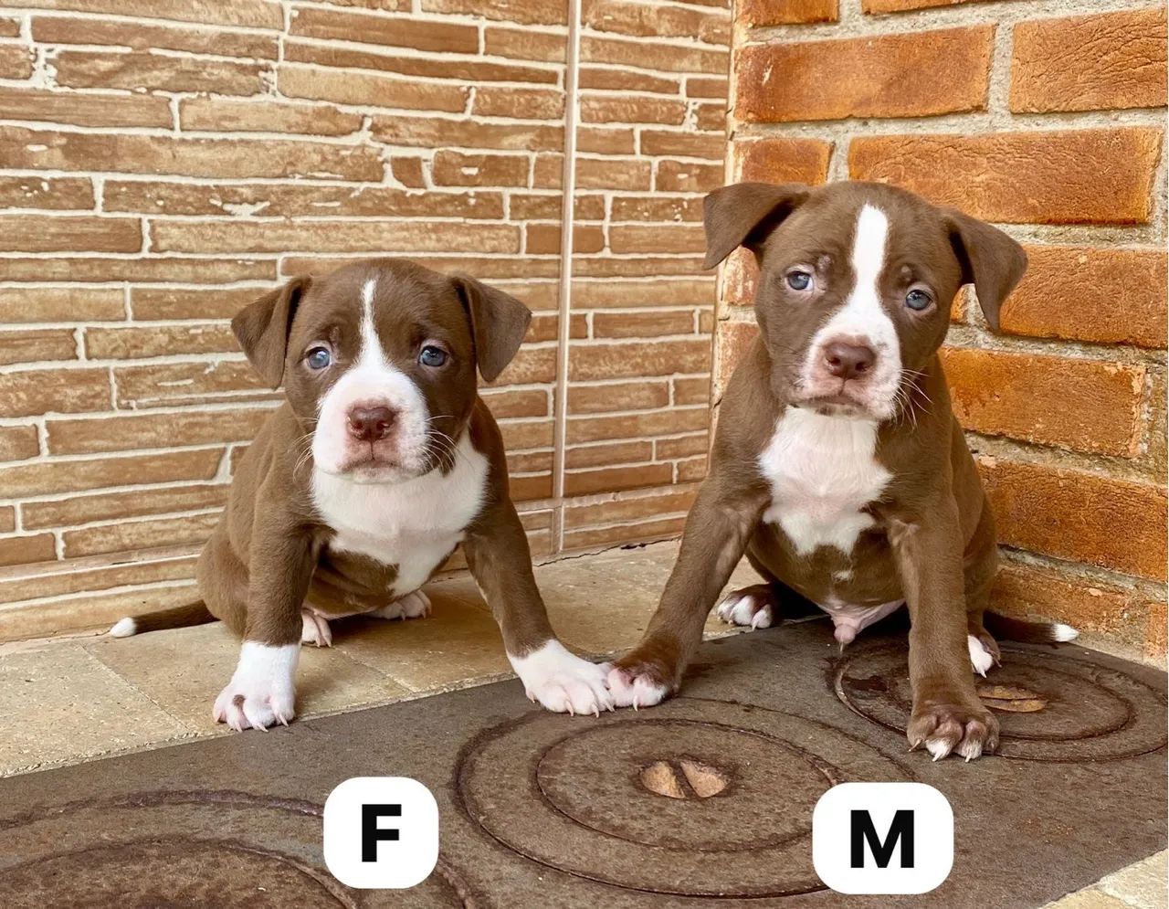 Pitbull Red Nose ( á venda )  - Foto 2