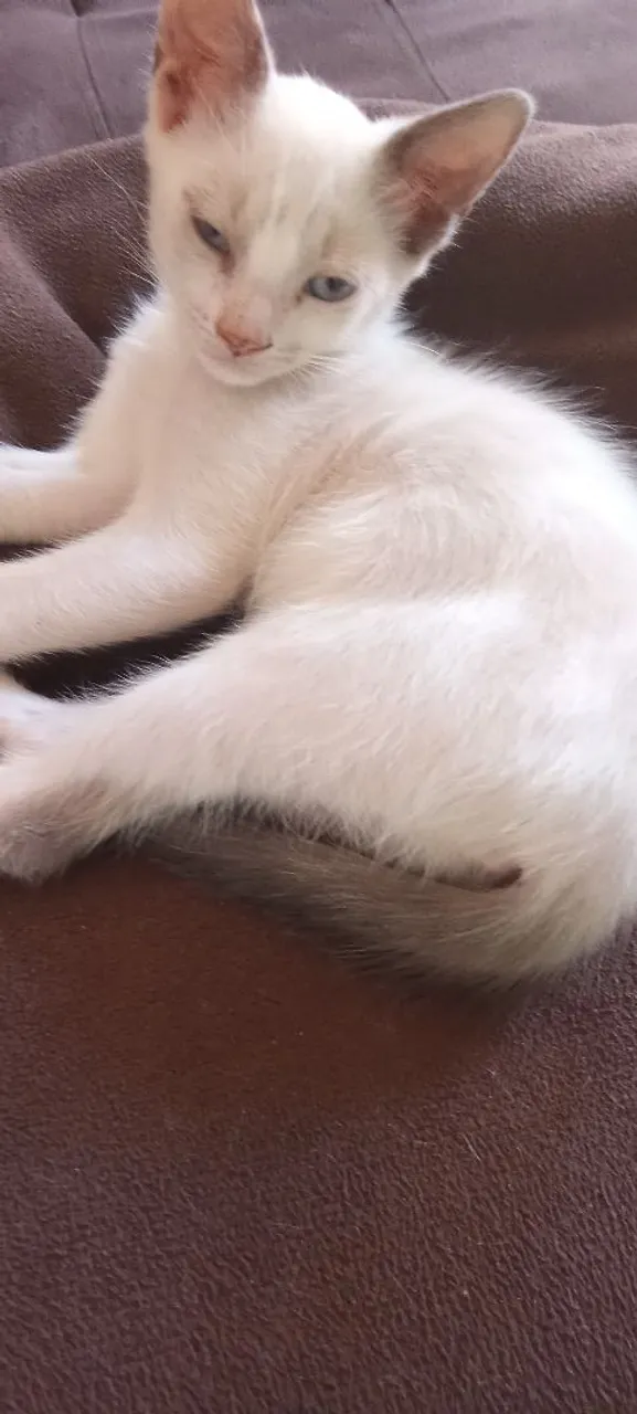 Gatinha pra doação