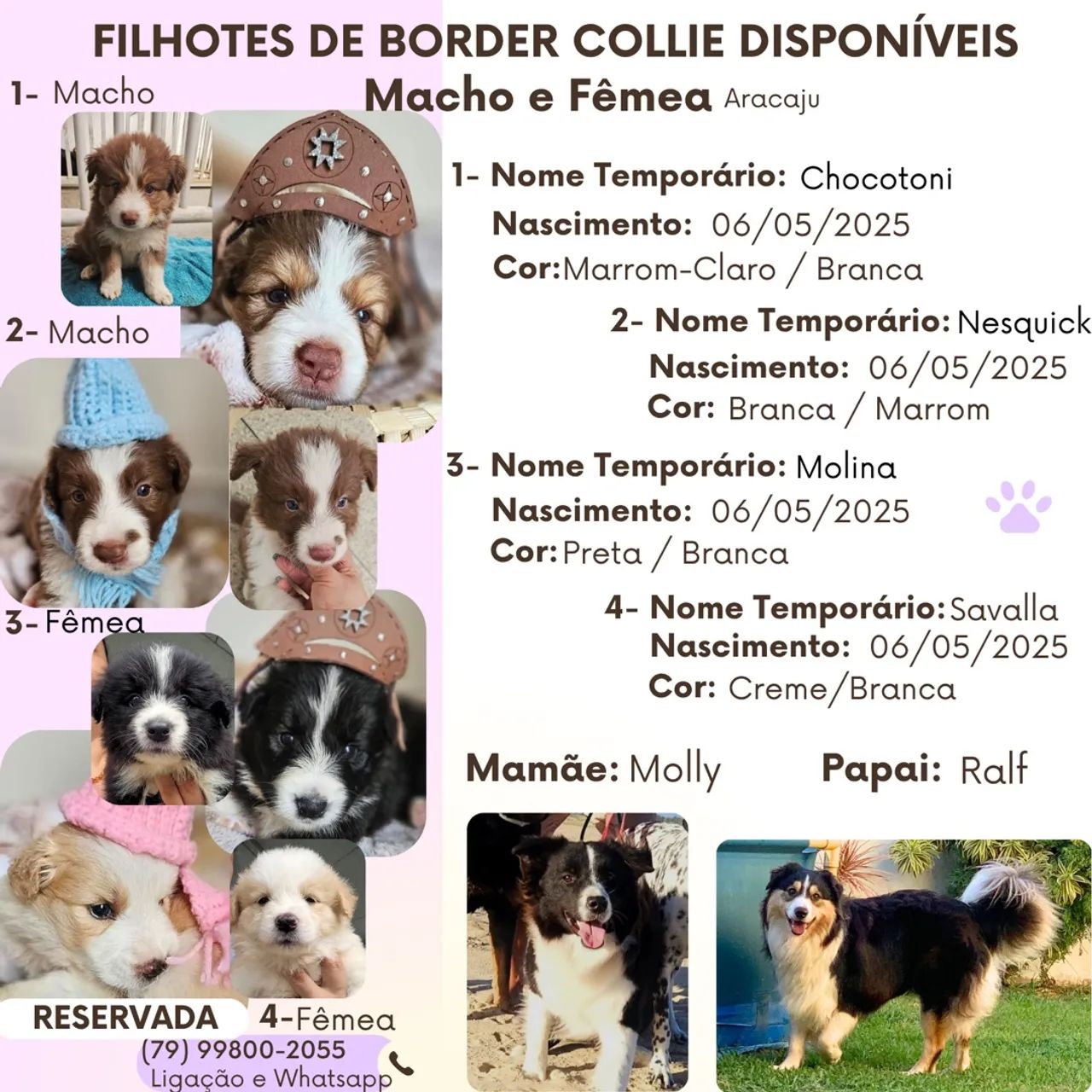 Filhotes de Border Collie Disponíveis - Aracaju