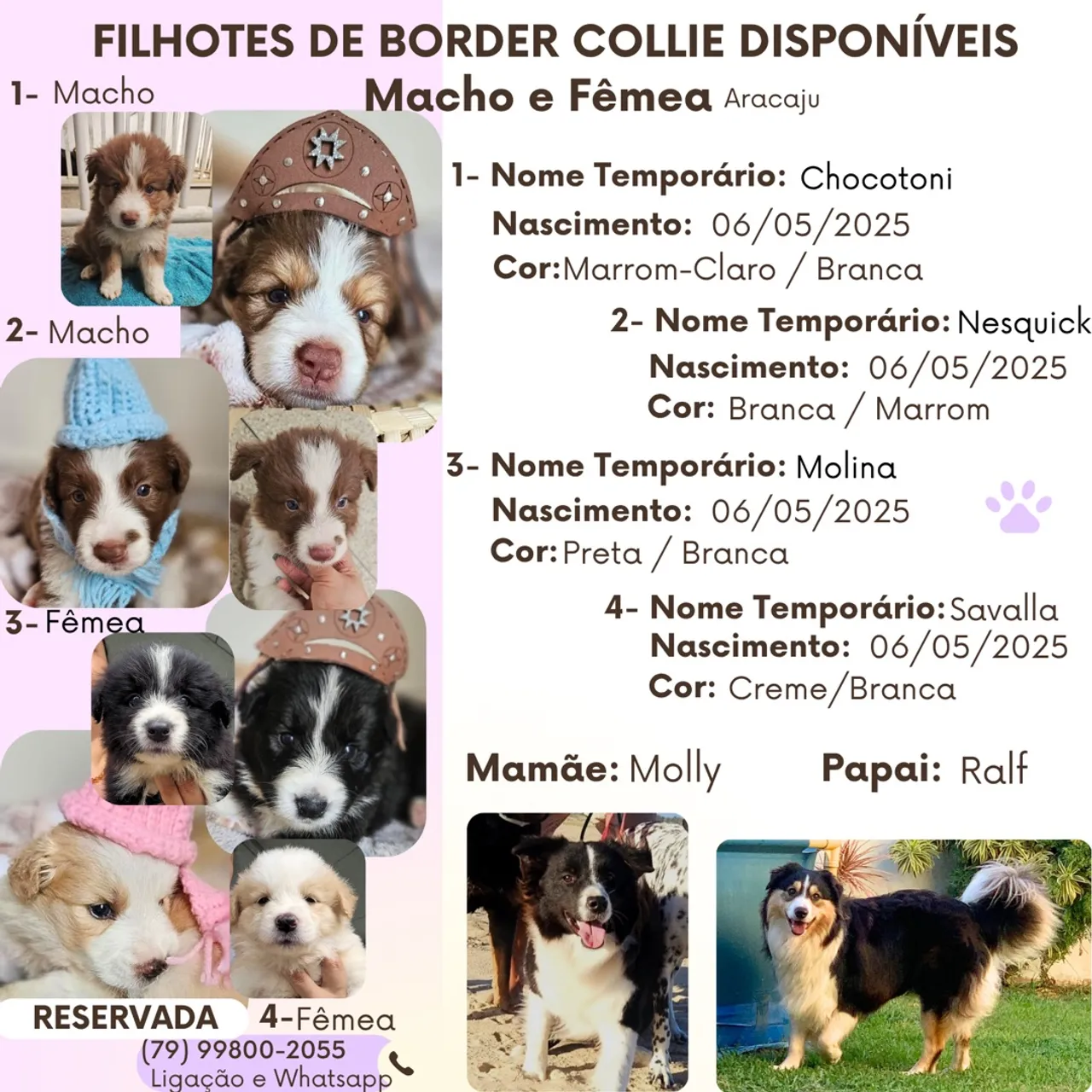 Filhotes de Border Collie Disponíveis - Aracaju