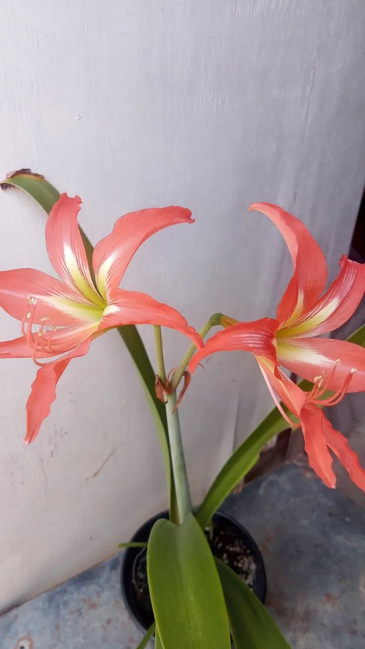 Planta amarílis.