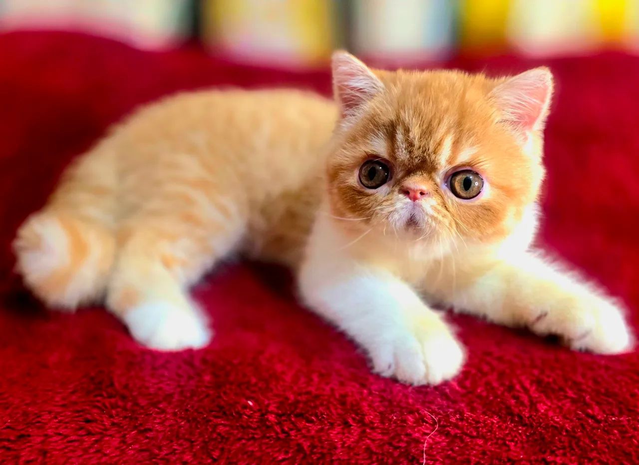 Filhote de gato persa