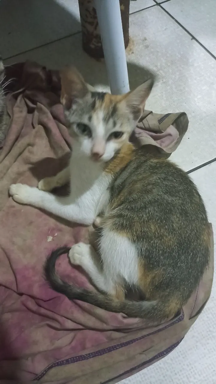Gatinho filhote tricolor para adoção