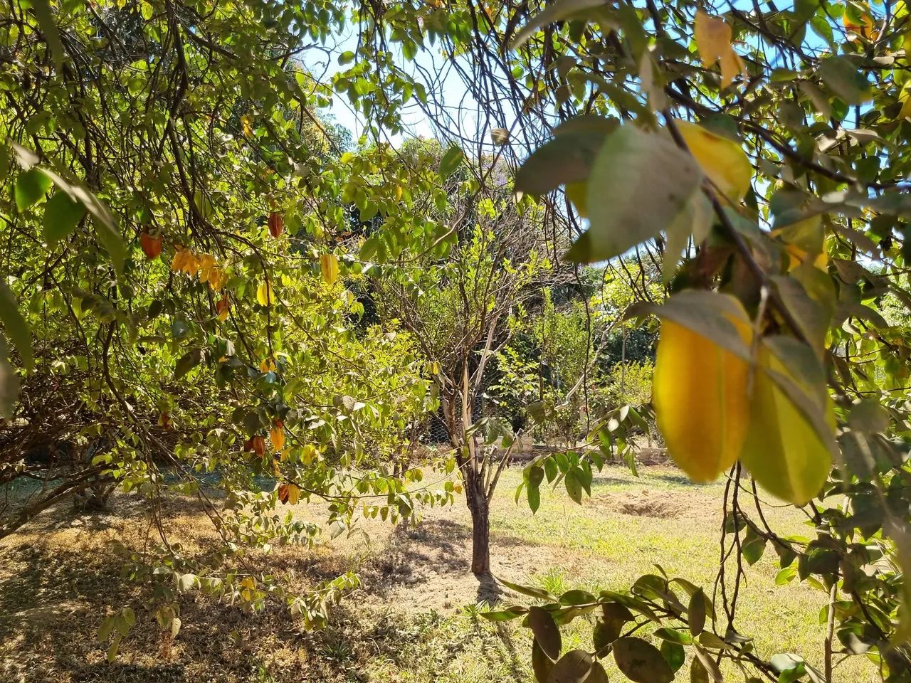 Chácara 2,2 hectares na ponte alta  - Foto 3