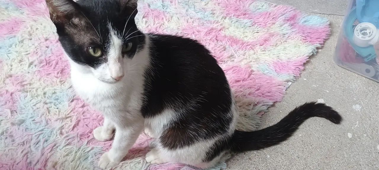 Doa-se gatos um macho uma fêmea  - Foto 4