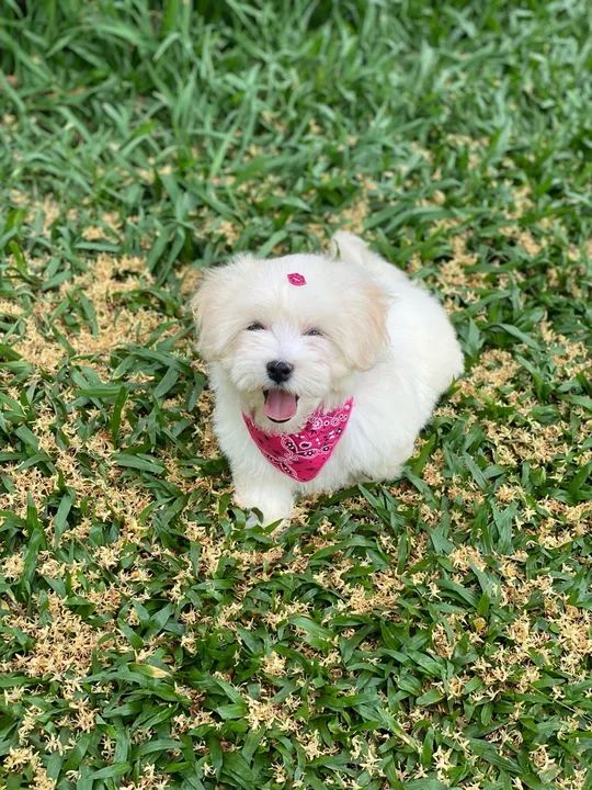 Filhote de Maltês FÊMEA  - Foto 5