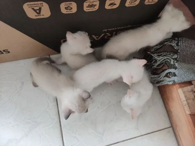 Filhotes Gato Siamês p/ Doação  - Foto 3