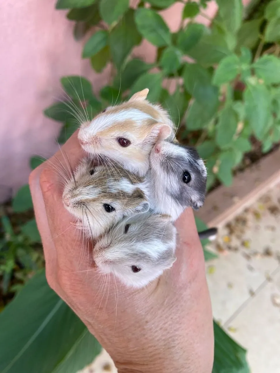 Gerbil - Esquilo na Mongólia