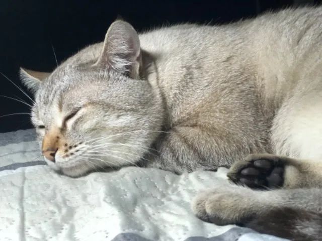 Gato macho 4 anos  - Foto 5