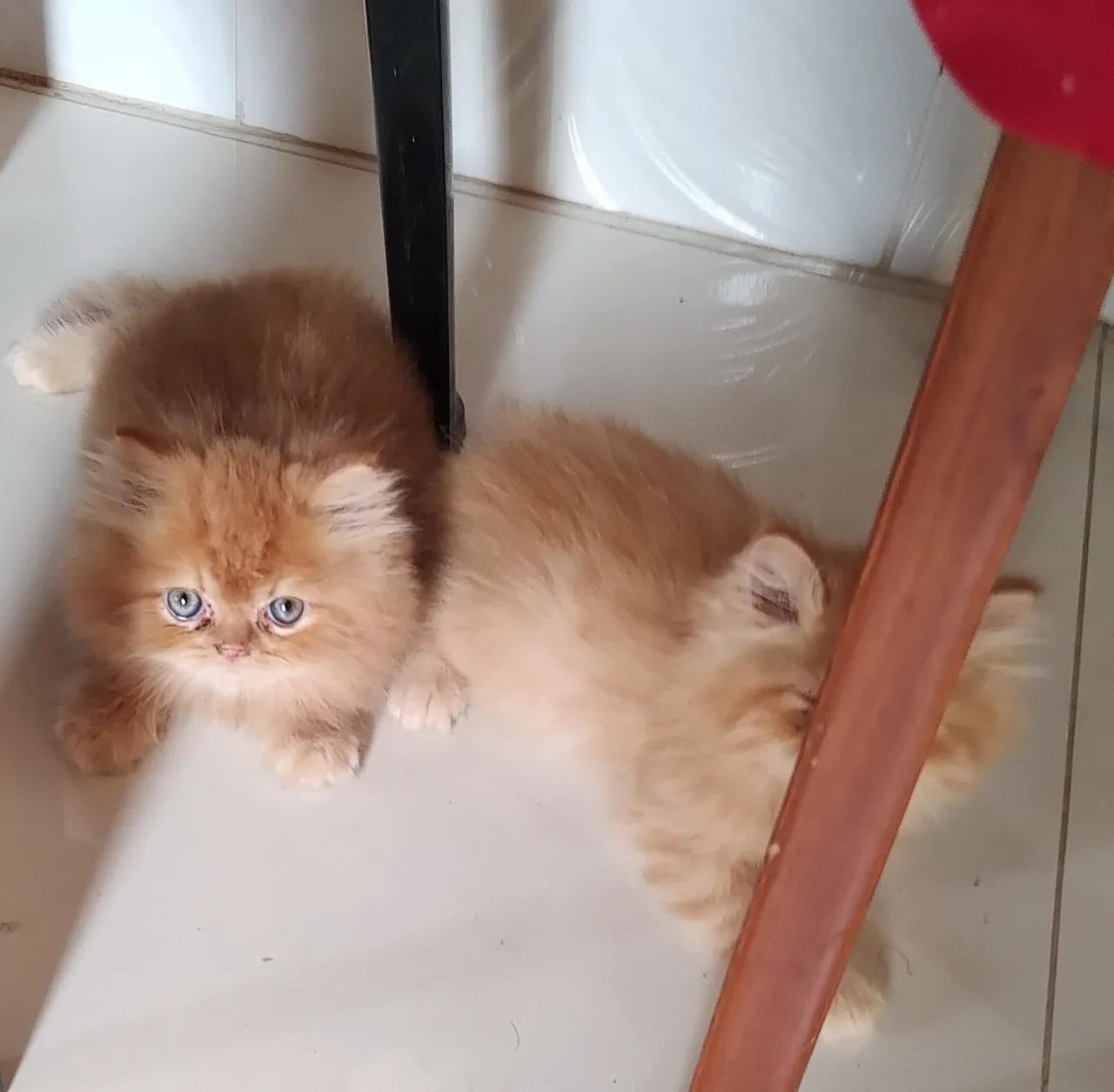 VENDO FILHOTES PERSAS