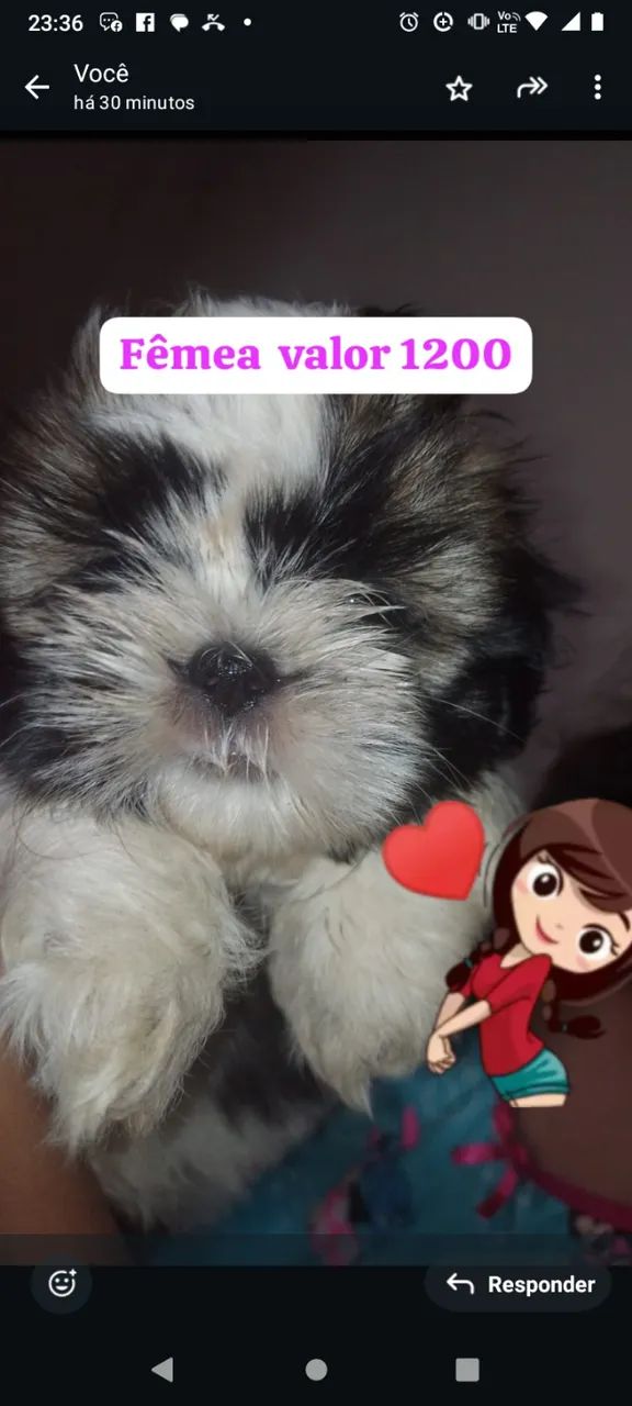 Cachorro raça Shitzu 