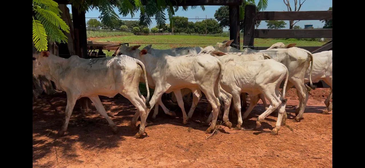 Bezerras nelore a venda 