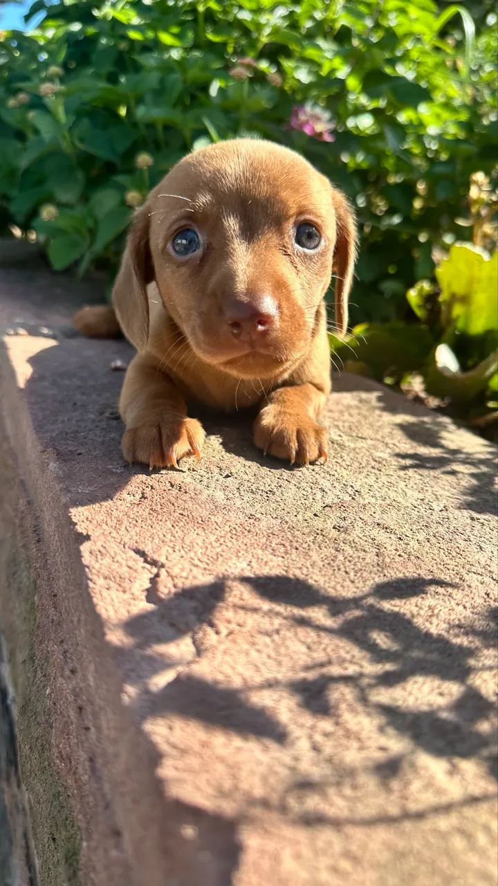 Linguicinha na cor creme com olhos azuis 