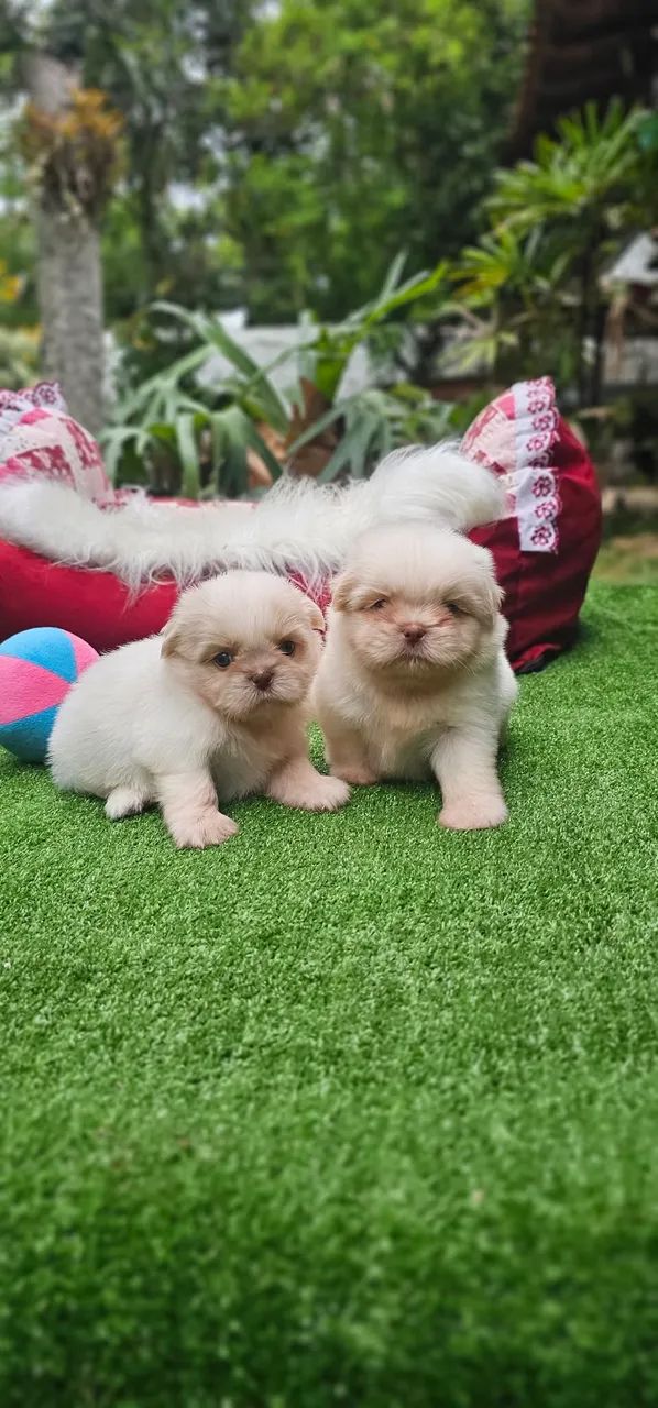 Shih-tzus Machos Branco e areia - Foto 5